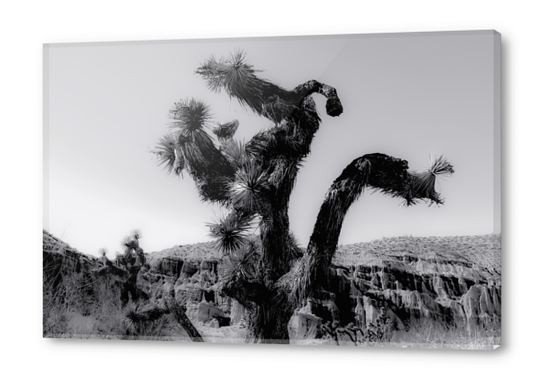 cactus in the desert at Red Rock Canyon state park California USA in black and white Acrylic prints by Timmy333