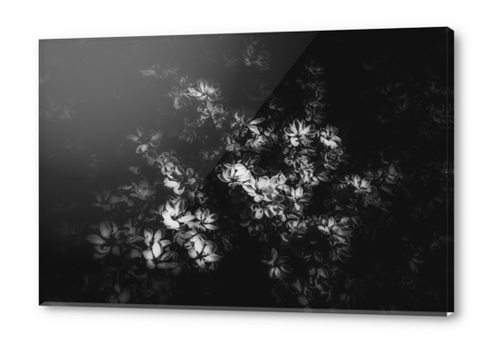 blooming flowers background in black and white Acrylic prints by Timmy333