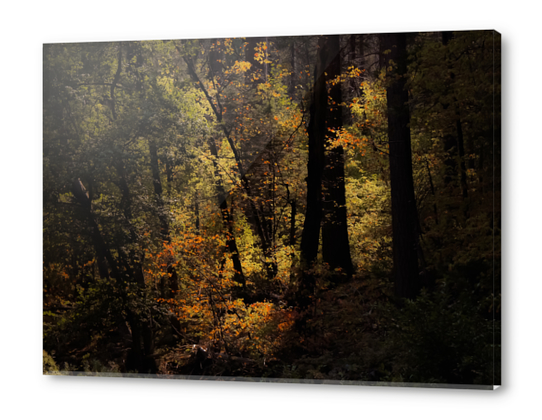 Autumn tree in the forest at Yosemite national park California USA Acrylic prints by Timmy333