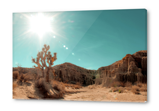 Desert and cactus with summer sunlight at Red Rock Canyon State Park California USA Acrylic prints by Timmy333