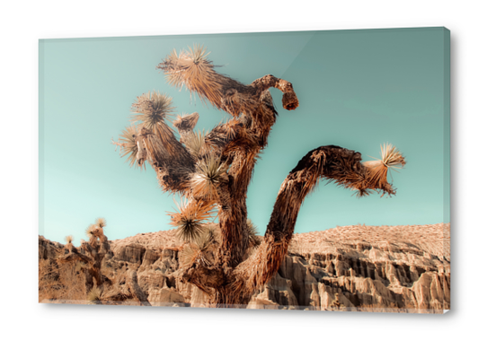 Cactus and desert at Red Rock Canyon State Park California USA Acrylic prints by Timmy333