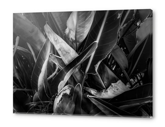 bird of paradise leaves texture in black and white Acrylic prints by Timmy333