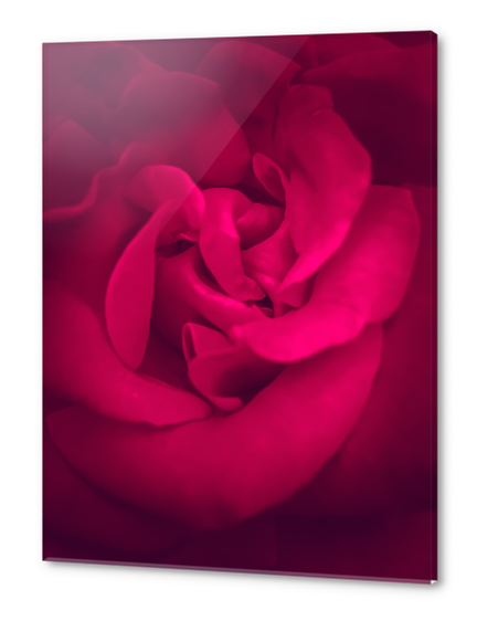 fresh and blooming red rose Acrylic prints by Timmy333