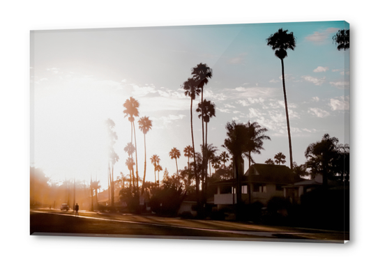 sunset sky in summer with palm tree view in California USA Acrylic prints by Timmy333