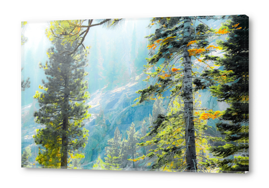 green pine tree with mountains background at Lake Tahoe, California, USA Acrylic prints by Timmy333