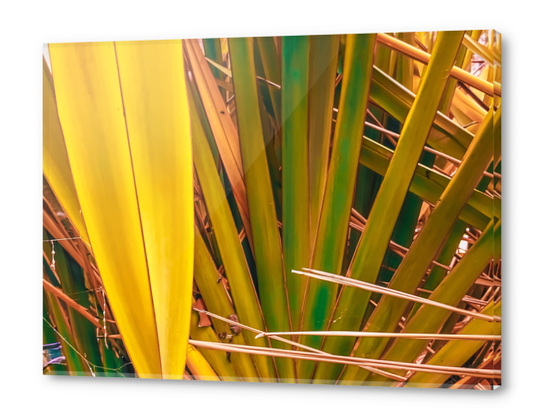 closeup yellow and green leaves texture background Acrylic prints by Timmy333