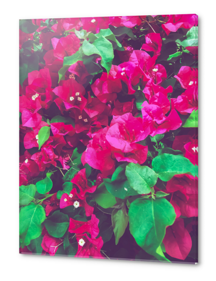 closeup blooming pink bougainvillea flowers with green leaves Acrylic prints by Timmy333