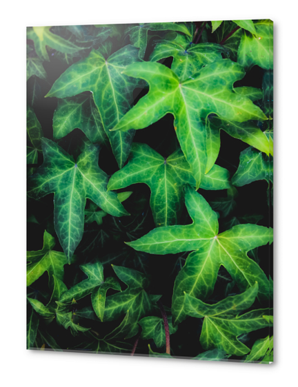 green ivy leaves garden background Acrylic prints by Timmy333