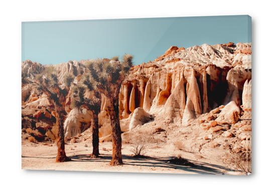 Desert and cactus at Red Rock Canyon State Park California USA Acrylic prints by Timmy333