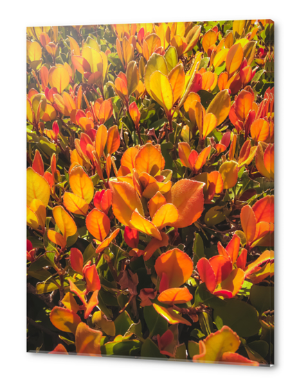 closeup orange leaves plant texture background Acrylic prints by Timmy333