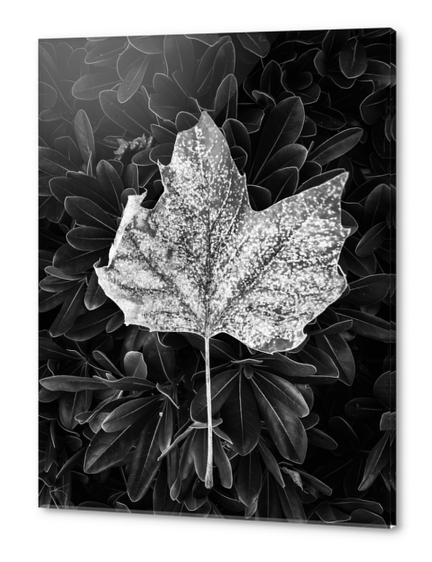 closeup leaves texture in black and white Acrylic prints by Timmy333