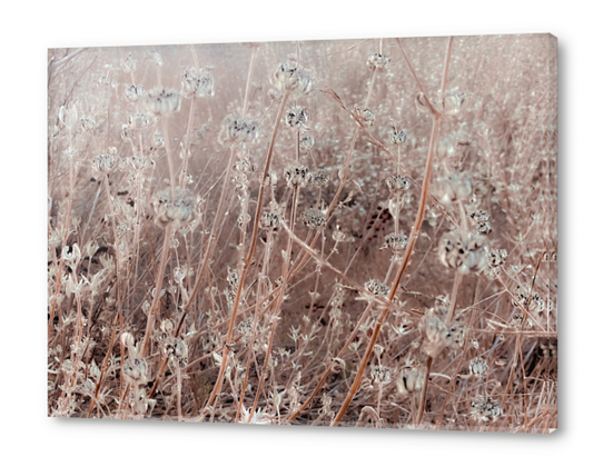 blooming dry flowers with brown dry grass background Acrylic prints by Timmy333