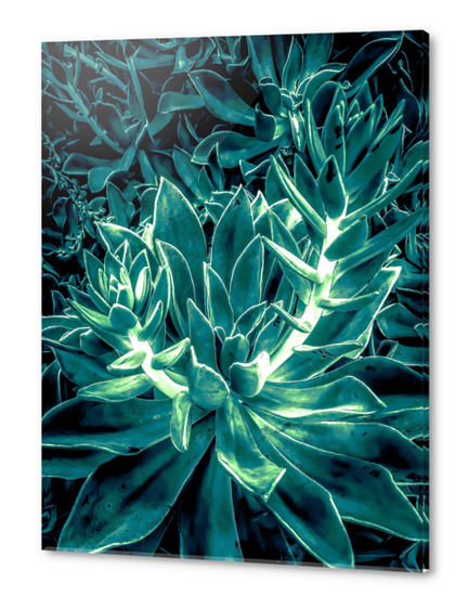 closeup green succulent plant texture background Acrylic prints by Timmy333