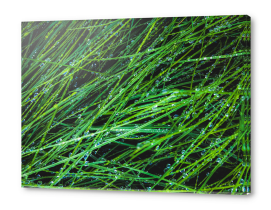 closeup green grass texture background with raindrops Acrylic prints by Timmy333