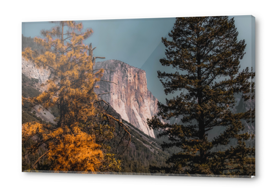 Autumn tree with mountain view at Yosemite national park California USA Acrylic prints by Timmy333