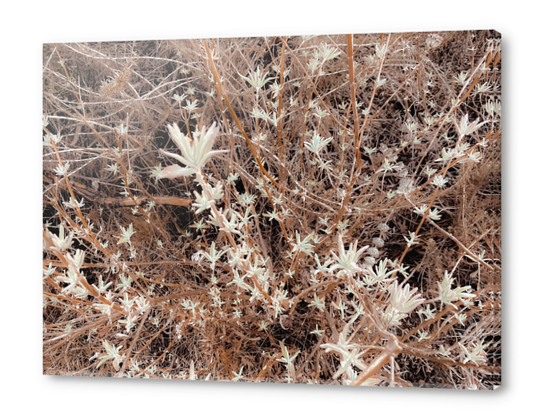 blooming dry flowers with brown dry grass background Acrylic prints by Timmy333