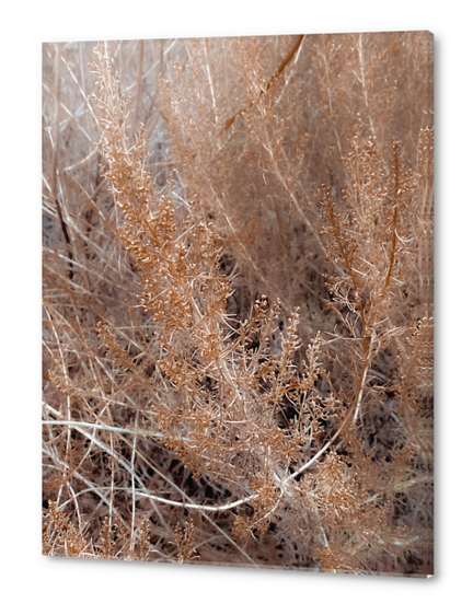 brown dry plant texture abstract background Acrylic prints by Timmy333