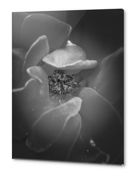 closeup rose texture in black and white Acrylic prints by Timmy333