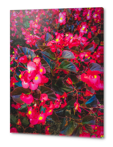 closeup red flowers with yellow pollen and green leaves Acrylic prints by Timmy333