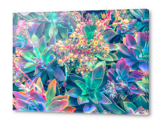 closeup succulent plant garden with blooming flowers Acrylic prints by Timmy333