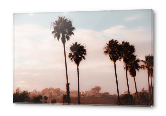 Palm tree with blue cloudy sunset sky at Shoreline Santa Barbara California USA Acrylic prints by Timmy333