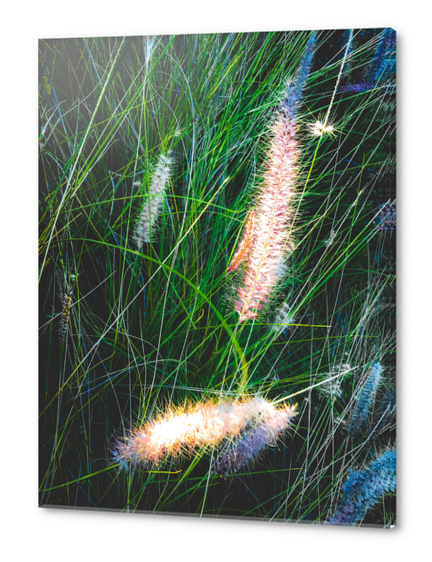 green grass field with grass flowers background Acrylic prints by Timmy333