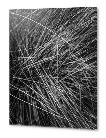 silky grass texture abstract in black and white Acrylic prints by Timmy333