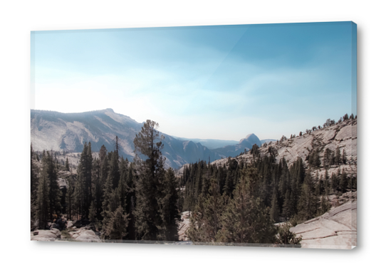 green pine tree and mountain view at Yosemite national park California USA Acrylic prints by Timmy333