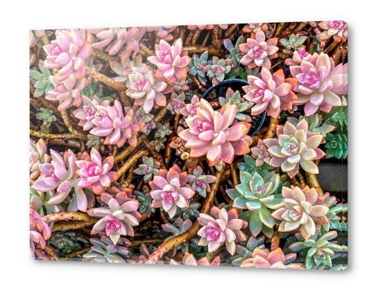 green and pink succulent plant garden texture Acrylic prints by Timmy333