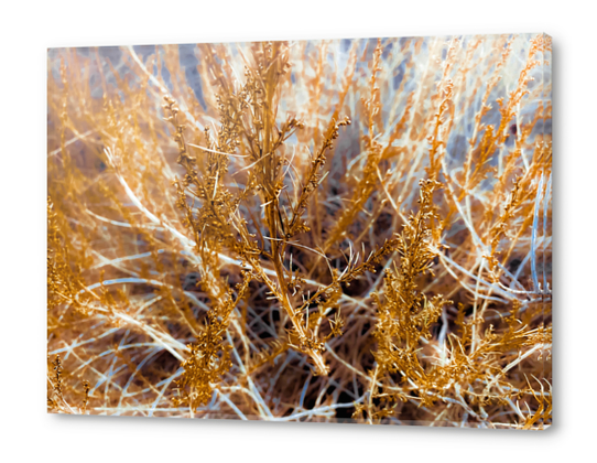 closeup dry brown grass texture abstract background Acrylic prints by Timmy333