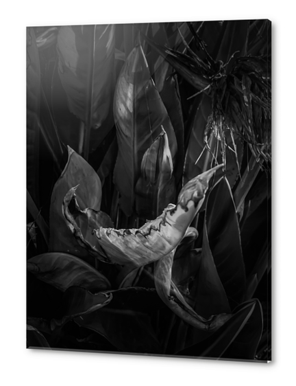 closeup bird of paradise tropical leaves texture in black and white Acrylic prints by Timmy333