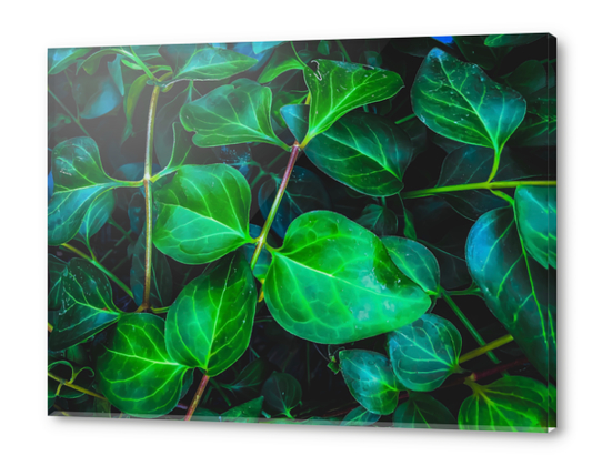 green ivy leaves plant closeup texture background Acrylic prints by Timmy333