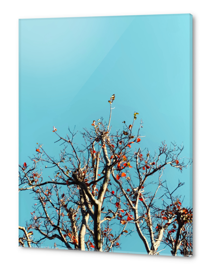 Tree branch and orange autumn leaves with blue sky Acrylic prints by Timmy333