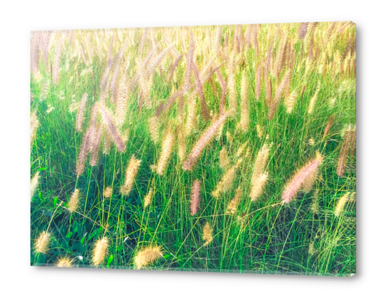 closeup green grass field texture with grass flowers Acrylic prints by Timmy333