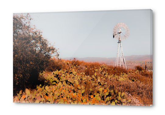 windmill and green cactus garden with mountain view and blue sky background Acrylic prints by Timmy333