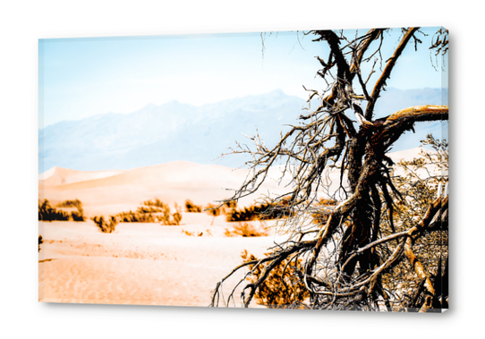 Tree branch with sand desert and mountain view at Death Valley national park California USA Acrylic prints by Timmy333