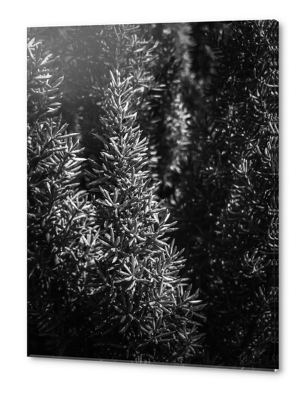 closeup spiky succulent plant in black and white Acrylic prints by Timmy333