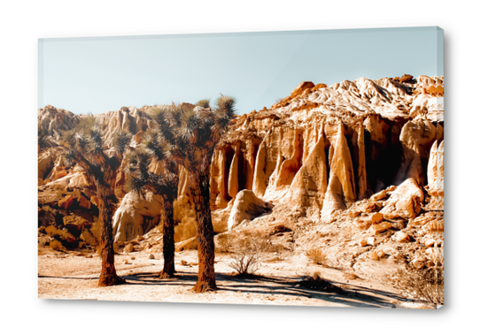 Desert and cactus at Red Rock Canyon State Park California USA Acrylic prints by Timmy333