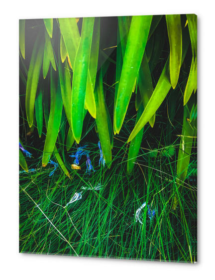 closeup green leaves plant with green grass Acrylic prints by Timmy333