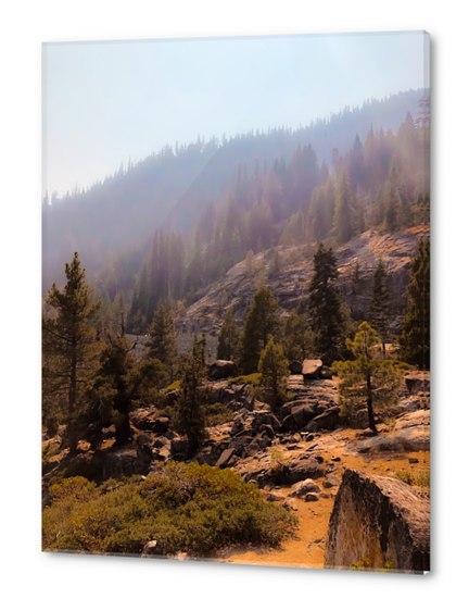 green pine tree with mountain view at Lake Tahoe USA Acrylic prints by Timmy333