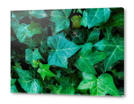 Closeup green ivy leaves garden background Acrylic prints by Timmy333