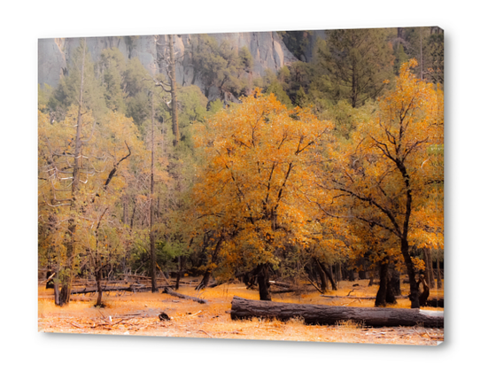 autumn tree garden at Yosemite national park California USA Acrylic prints by Timmy333