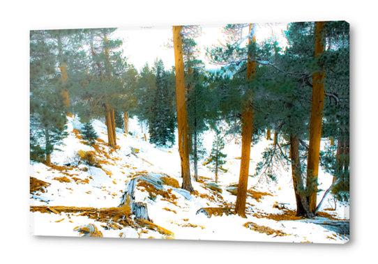 green pine tree in winter with snow at Palm Springs Aerial Tramway, California, USA Acrylic prints by Timmy333