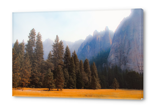 pine tree with mountain background at Yosemite national park California USA Acrylic prints by Timmy333