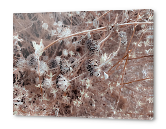 blooming dry flowers with brown dry grass background Acrylic prints by Timmy333