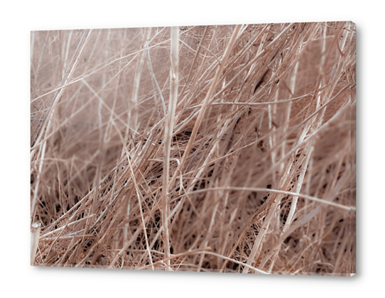 Closeup brown dry grass field texture abstract Acrylic prints by Timmy333