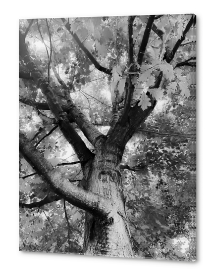 closeup big tree branches in black and white Acrylic prints by Timmy333