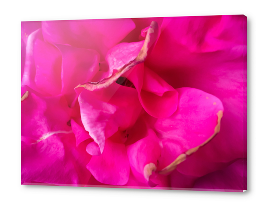closeup blooming pink rose texture abstract background Acrylic prints by Timmy333