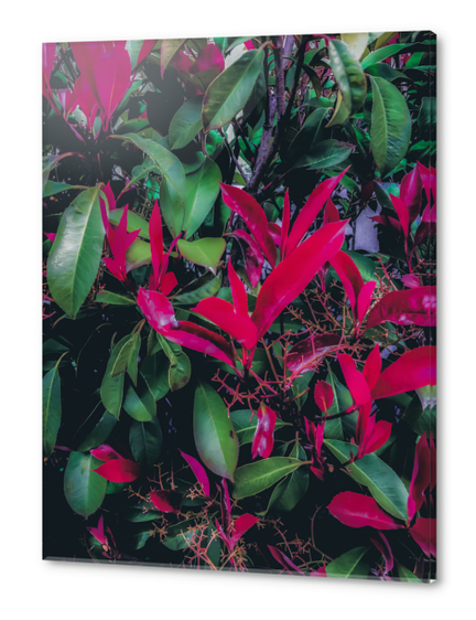 closeup green leaves and red leaves plant background Acrylic prints by Timmy333