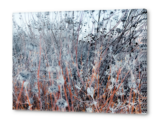 blooming dry flowers in the grass field in winter Acrylic prints by Timmy333